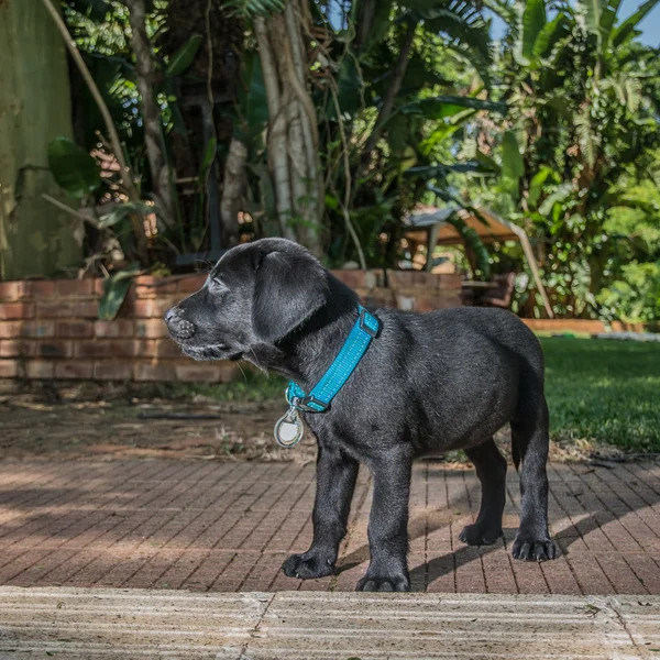 Cucciolo labrador — Foto Stock