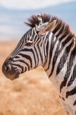 Zebra