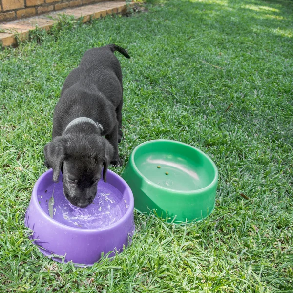 Agua Potable Pyppy — Foto de Stock