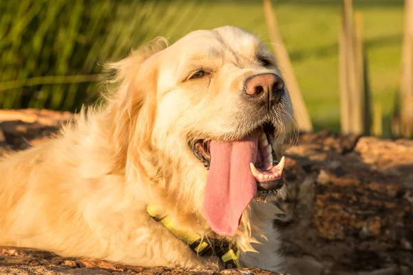 Perro sediento — Foto de Stock