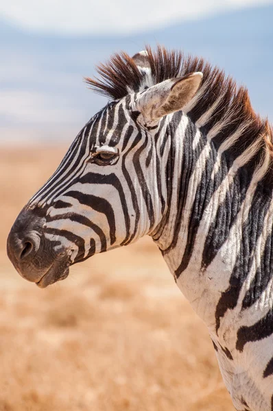 Zebra — Zdjęcie stockowe