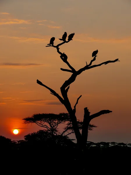 Pôr do sol no Serengeti — Fotografia de Stock