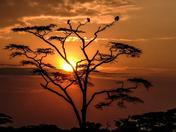 Západ slunce v Serengeti — Stock fotografie