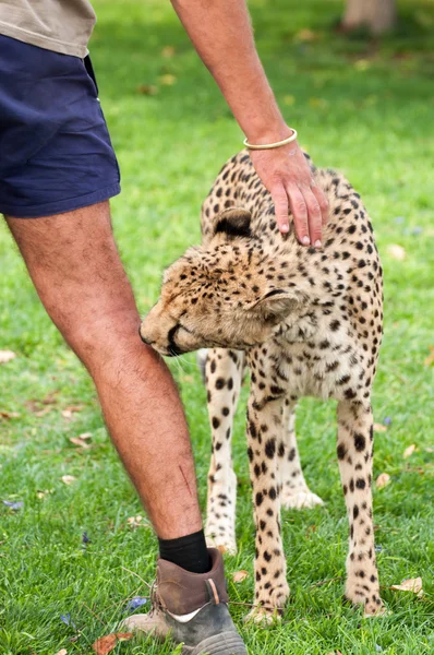 Cheetah as Pet — Stock Photo, Image
