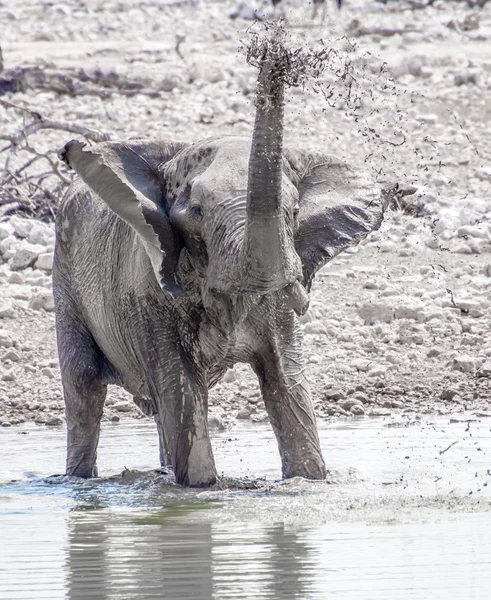 Elefante jugando con agua — Foto de Stock