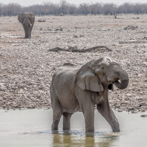 Elephat pitné vody — Stock fotografie