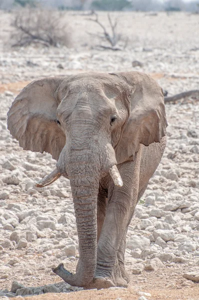 Éléphant marche — Photo