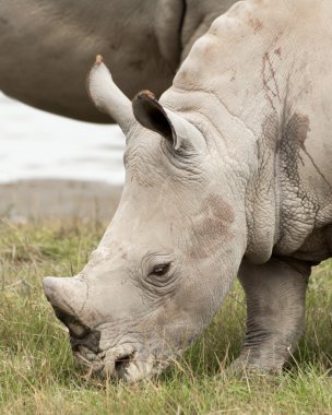 bebek beyaz rhino