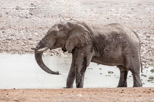 Osvěžující voda pro slona — Stock fotografie