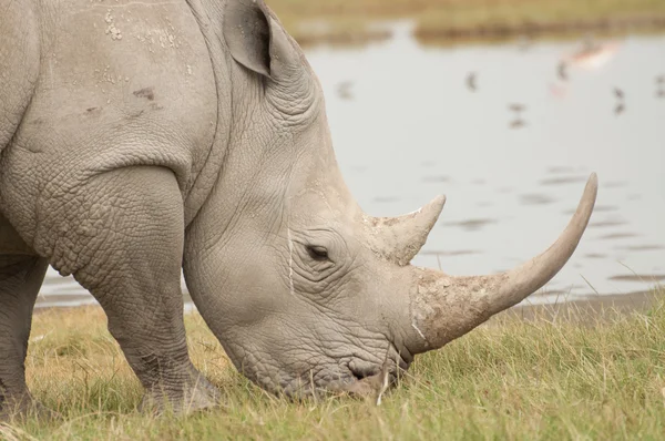 Horns of a Rhino — Stock Photo, Image