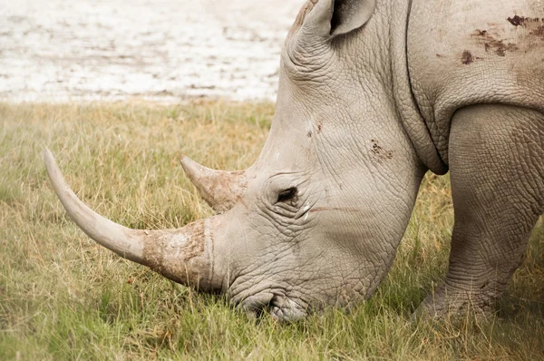 Breitmaulnashorn weidet — Stockfoto