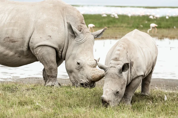 Kobiece White Rhino z jej młodych. — Zdjęcie stockowe