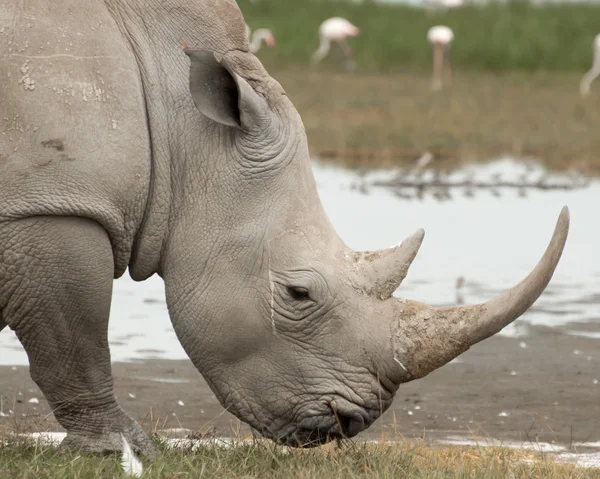 Rinoceronte bianco al lago — Foto Stock