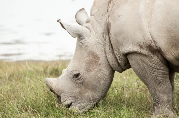 Young White Rhino — Stock Photo, Image