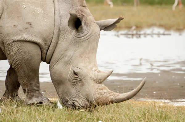 White Rhino — Zdjęcie stockowe