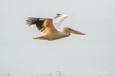 pelikan uçan