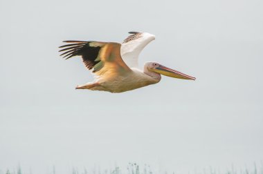 Pelican Flying clipart