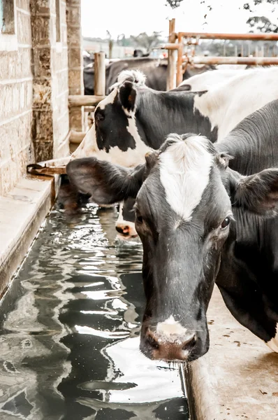 Gado no Drinking Trough — Fotografia de Stock