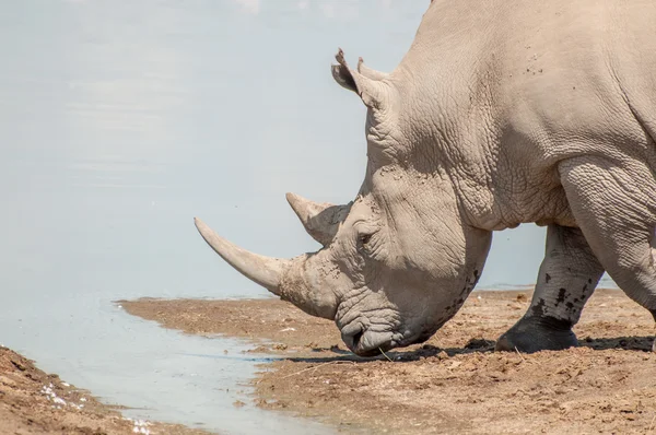 Rinoceronte na água — Fotografia de Stock