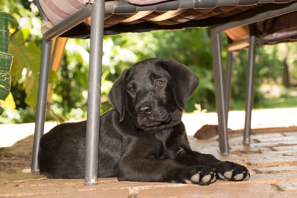 Labrador Puppy onder stoel — Stockfoto