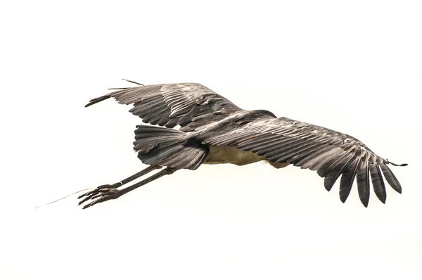 Marabou Stork in Flight — Stock Photo, Image