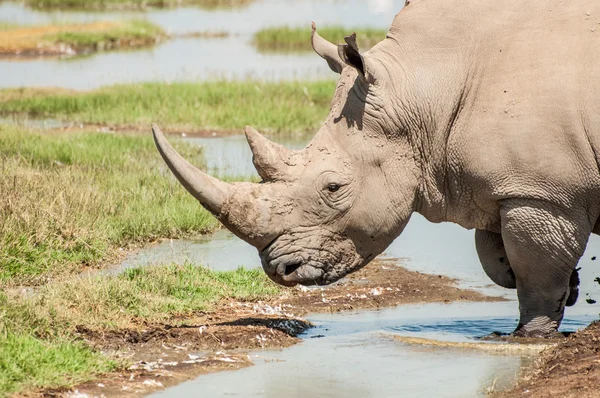 White Rhinoceros Drinking Water — Stock Photo, Image