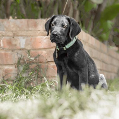 Labrador yavrusu duvar tarafından