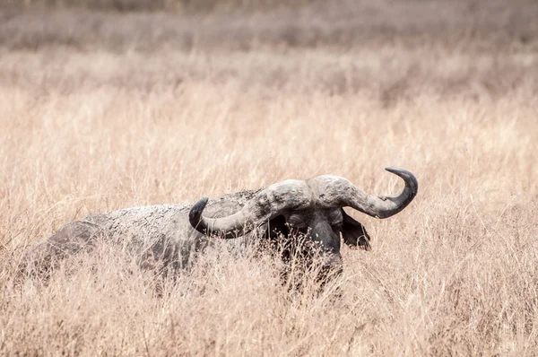 Buffalo Lying Down — Stock fotografie