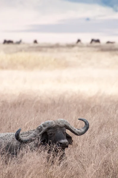 Buffalo Lying Down in Grass — Stok fotoğraf