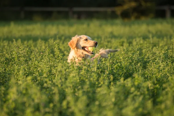 Golden Retriever Hämta tennisboll. — Stockfoto