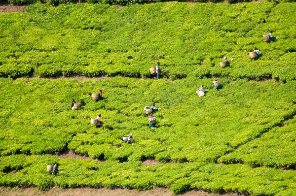 Lavoratori che raccolgono tè in Tanzania — Foto Stock