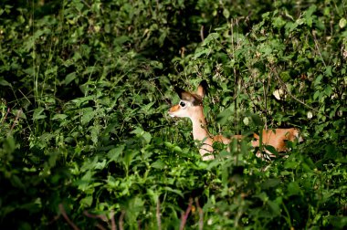 Bebeği Impala yeşil çalılar arasında