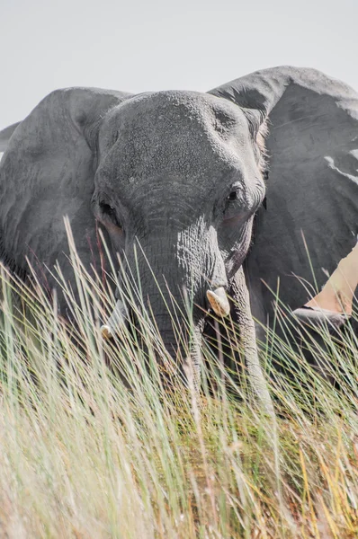 Velký slon za vysoké trávy — Stock fotografie