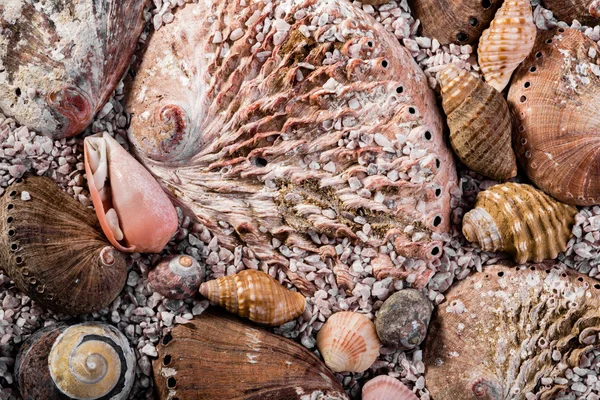 Conchas de abalón y otras conchas de mar grueso — Foto de Stock