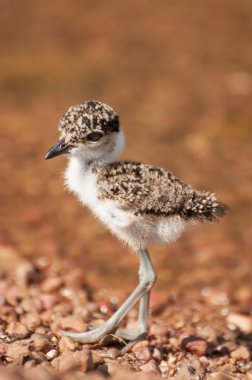 Lapwing chick on pebble beach by lake Victoria clipart