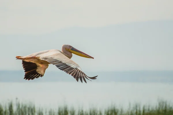 Pelican in flight over Lake Nakuru — Stock Photo, Image