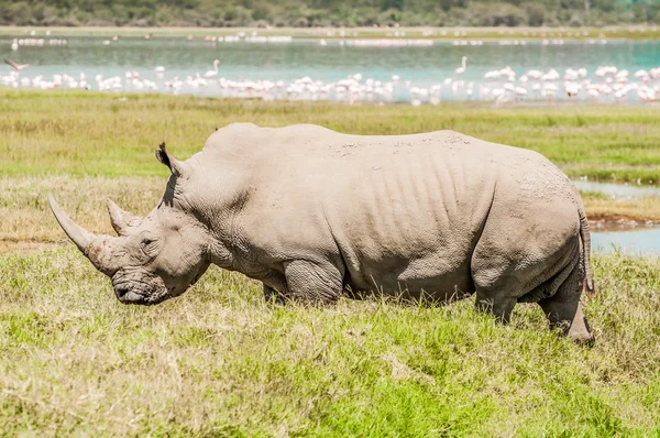 White Rhinoceros in Full View by Lake. — Stock Photo, Image