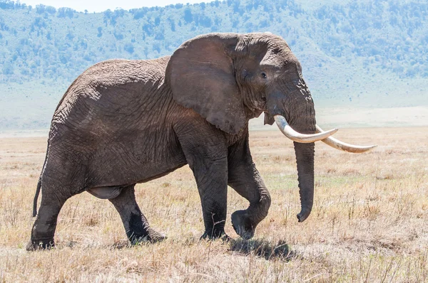 Obrovské sloní býk chůzi v kráteru Ngorongoro v úplném zobrazení — Stock fotografie