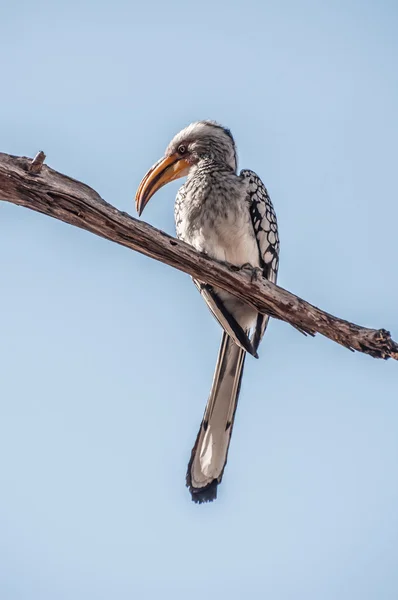 Hornbill perched on a branch high above. — Stock Photo, Image