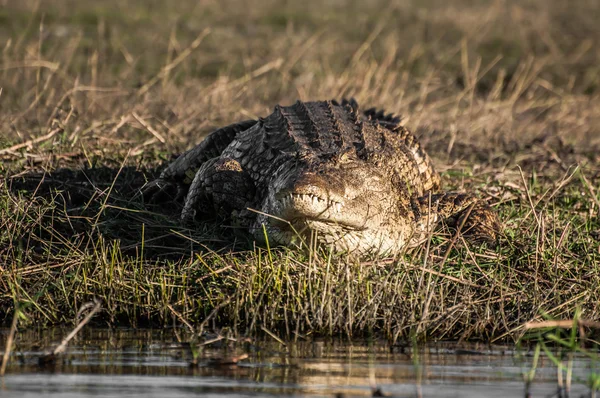 Нил Крокодил в Чобе на берегу реки . — стоковое фото