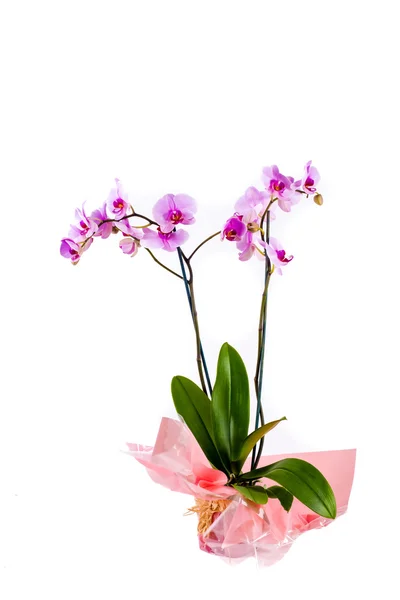 Orquídea rosa en maceta sobre fondo blanco —  Fotos de Stock