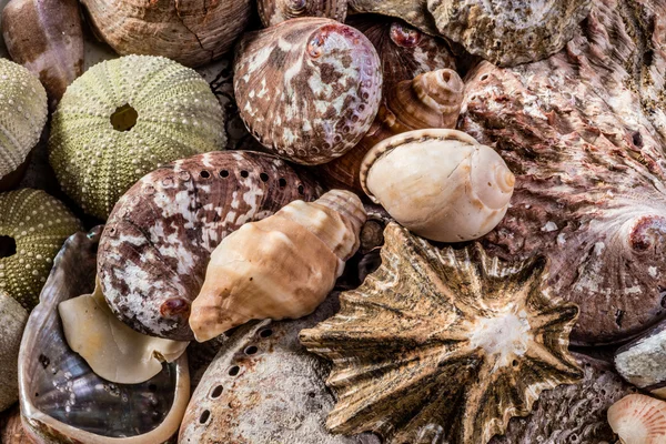 Conjuntos de conchas marinas mixtas — Foto de Stock