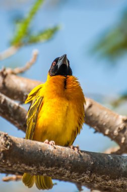 Bir dal üzerinde tünemiş Weaver kuş