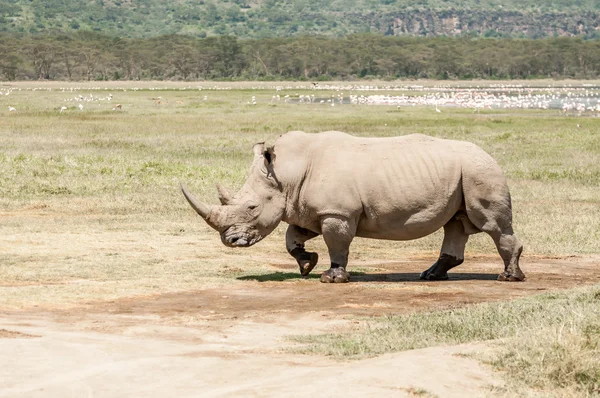 White Rhinoceros walking over flat open landscape — Stock Photo, Image