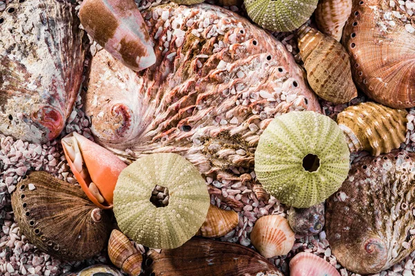 Vista de cerca de una mezcla de conchas marinas — Foto de Stock