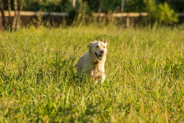 Golden Retriever fetching ball. — Stock Photo, Image