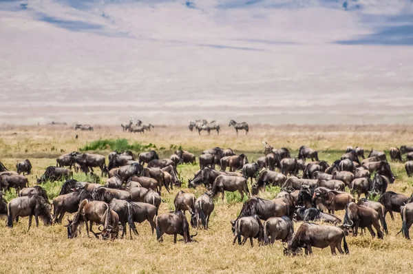 Herd of Wildebeest nel cratere Nogorongoro — Foto Stock