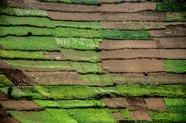 Terreno agricolo contro la collina — Foto Stock