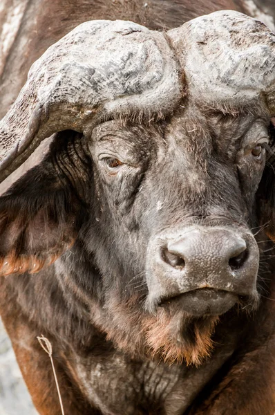 Retrato de un búfalo —  Fotos de Stock