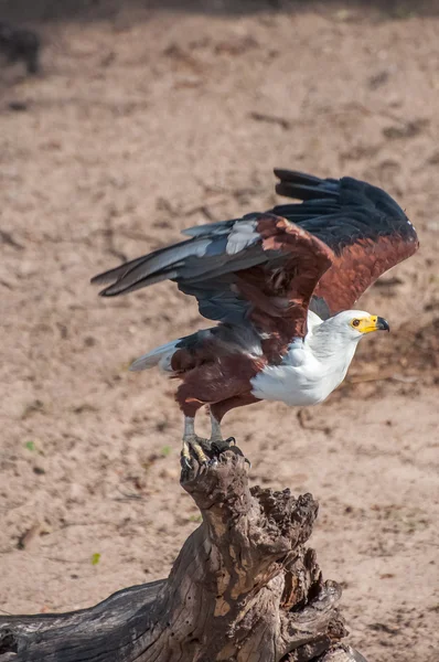 Fish Eagle Taking Flight — Stock Photo, Image